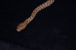 画像3: スティムソンパイソン　ペア