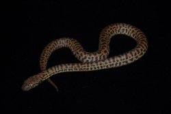 画像6: スティムソンパイソン　ペア