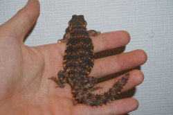 画像3: ゲイリートゲオアガマ　レッド　完売しました