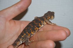 画像4: ゲイリートゲオアガマ　レッド　完売しました