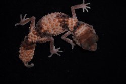 画像3: オビタマオヤモリ　ペア