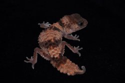 画像2: オビタマオヤモリ　ペア