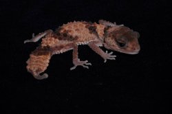 画像4: オビタマオヤモリ　ペア