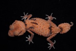 画像2: オビタマオヤモリ　アベラント　ペア