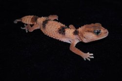 画像5: オビタマオヤモリ　ペア