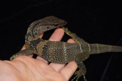 画像3: ラフネックモニター　A個体　完売しました