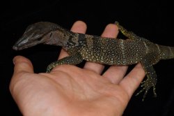 画像2: ラフネックモニター　A個体　完売しました