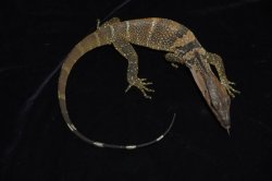 画像4: ラフネックモニター　A個体　完売しました