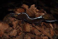 画像3: ボルネオキャットゲッコー　ペア