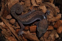 画像5: ボルネオキャットゲッコー　ペア