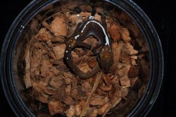 画像4: ボルネオキャットゲッコー　ペア