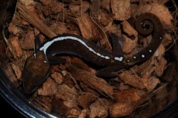 画像2: ボルネオキャットゲッコー　ペア