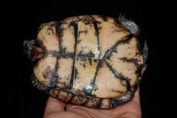 画像5: トウブハコガメ　B個体　完売しました