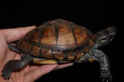 画像2: トウブハコガメ　B個体　完売しました