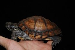 画像3: トウブハコガメ　B個体　完売しました