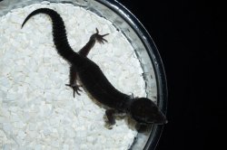 画像6: ブラックナイト　♂　完売しました