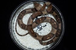 画像2: ヒロオビタテゴトヘビ　♀