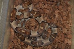 画像5: ヒロオビタテゴトヘビ　♀