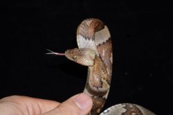 画像3: ヒロオビタテゴトヘビ　♀