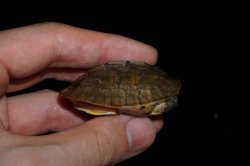 画像2: ミスジハコガメ　C個体　完売しました