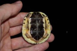 画像4: ミスジハコガメ　C個体　完売しました