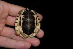 画像4: ミスジハコガメ　E個体　完売しました