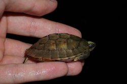 画像2: ミスジハコガメ　D個体　完売しました