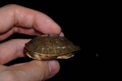 画像3: ミスジハコガメ　C個体　完売しました