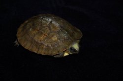 画像5: ミスジハコガメ　C個体　完売しました