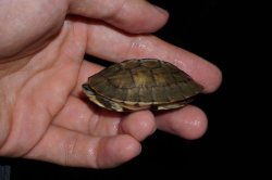 画像3: ミスジハコガメ　D個体　完売しました