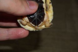 画像6: ミスジハコガメ　C個体　完売しました