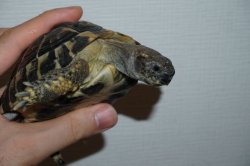 画像10: ダルマティアヘルマンリクガメ　ペア　完売しました