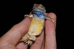 画像4: ゼノガマ