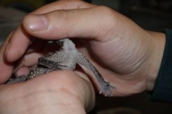 画像5: アスパータマオヤモリ