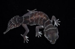 画像6: ナメハダタマオヤモリ　Aペア