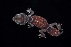 画像3: ナメハダタマオヤモリ　Aペア