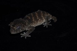 画像3: アスパータマオヤモリ