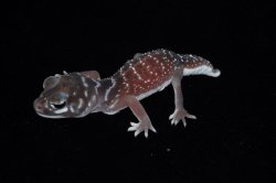 画像4: ナメハダタマオヤモリ　Bペア