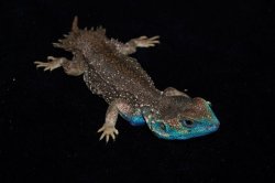 画像2: ゼノガマ