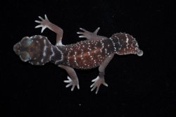 画像5: ナメハダタマオヤモリ　Bペア