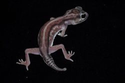 画像4: デレアニタマオヤモリ　Aペア