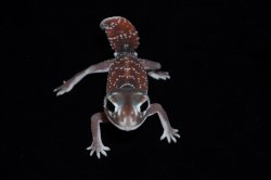 画像2: ナメハダタマオヤモリ　Aペア