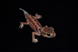 画像3: デレアニタマオヤモリ　Aペア