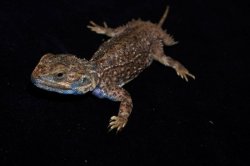 画像3: ゼノガマ