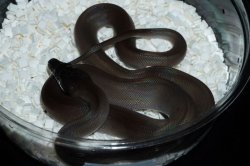 画像4: アルバーティスパイソン　キミカブラック　完売しました