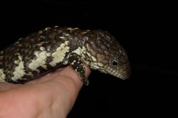 画像5: ヒガシマツカサトカゲ　(アスパー)