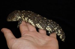 画像2: ヒガシマツカサトカゲ　(アスパー)