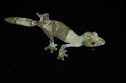 画像4: ヤマビタイヘラオヤモリ　A個体　♀