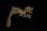 画像4: サメイヘラオヤモリ　A個体　♂ (4)