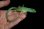 画像1: ミドリガストロカナヘビ　♀ (1)